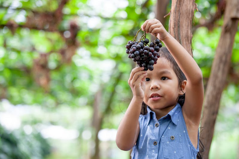 Girl holding grapes.jpg?ixlib=rails 3.0